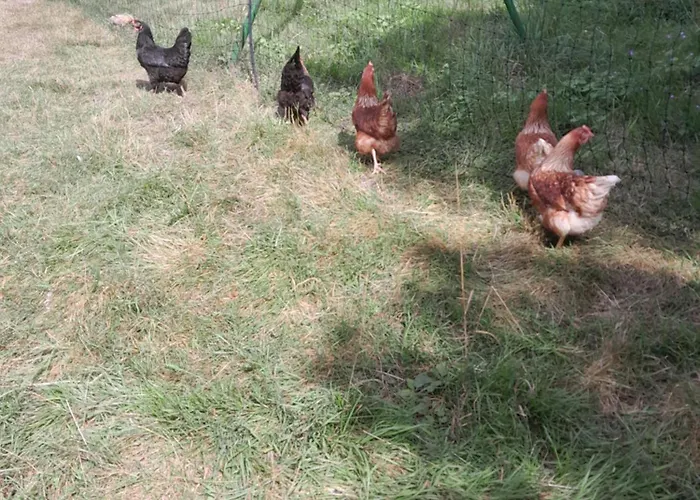 Apartament Landzeit Niedergraefenhain *