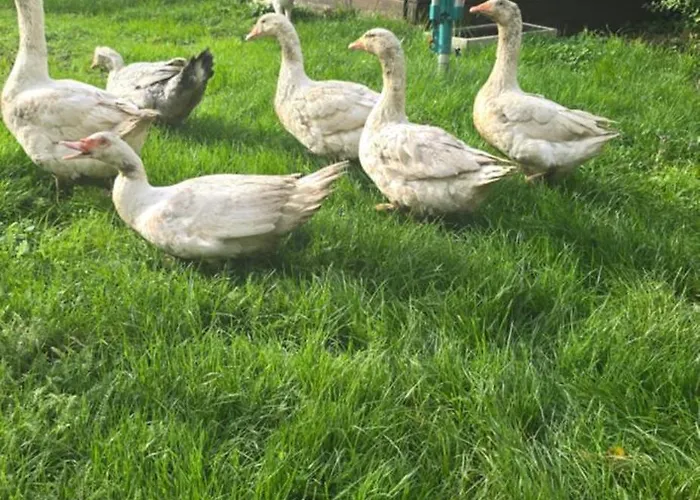 Landzeit Niedergraefenhain Apartament